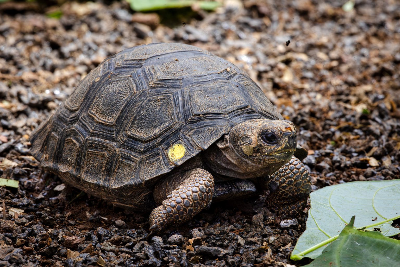 Santiago Giant Tortoise #20 | Galápagos Conservancy