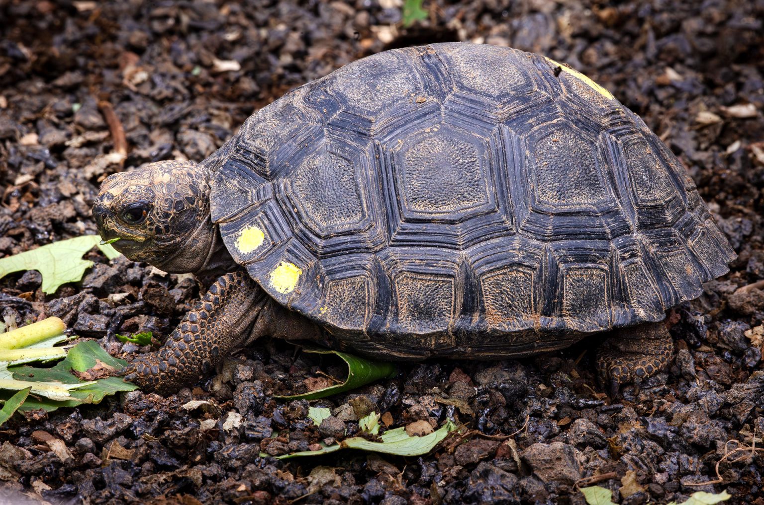 Santiago Giant Tortoise #6 | Galápagos Conservancy