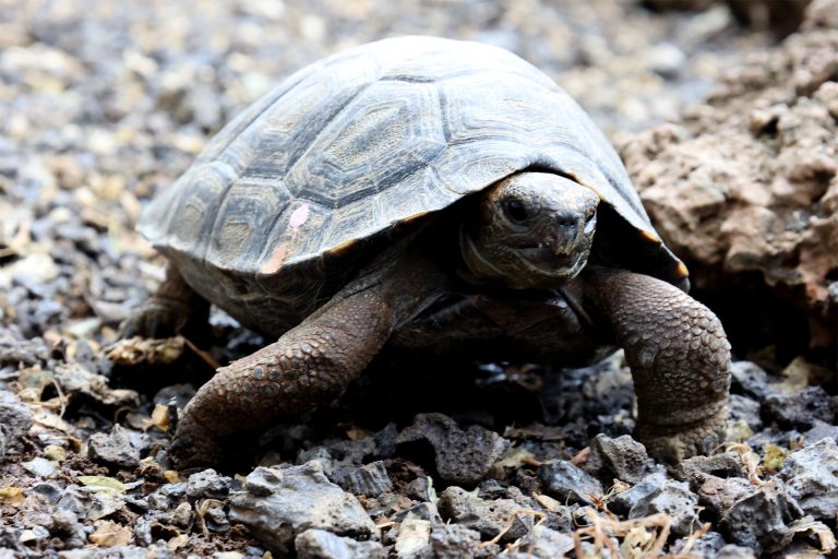 Floreana Giant Tortoise #70 | Galápagos Conservancy