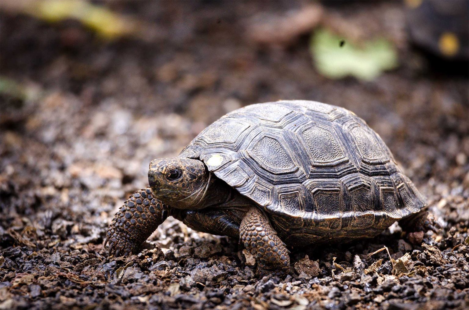 Santiago Giant Tortoise #21 | Galápagos Conservancy